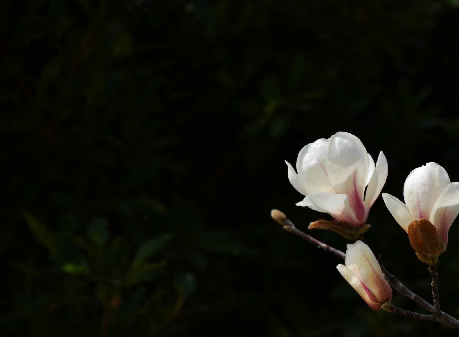 image frame